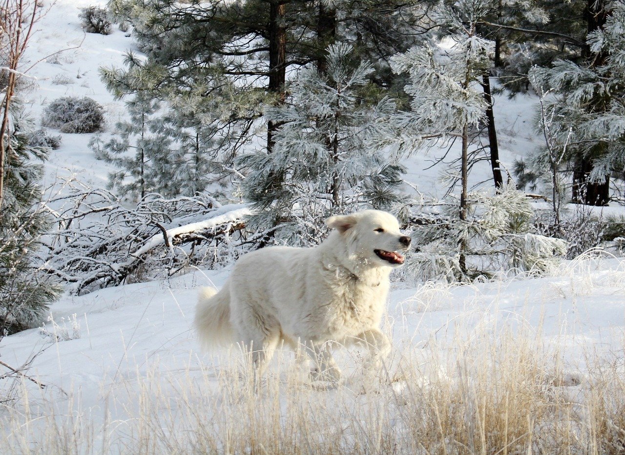white dog, dog, pet-2200029.jpg