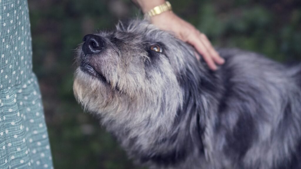 A hand resting gently on an older grey-muzzled terrier's head during a check-over
