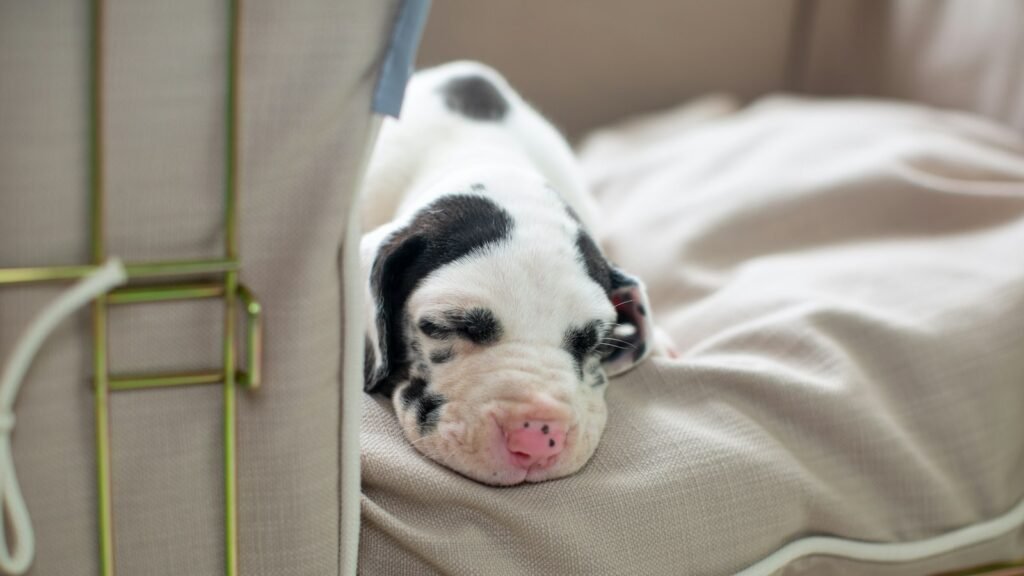 A young puppy resting calmly inside its crate in a new home