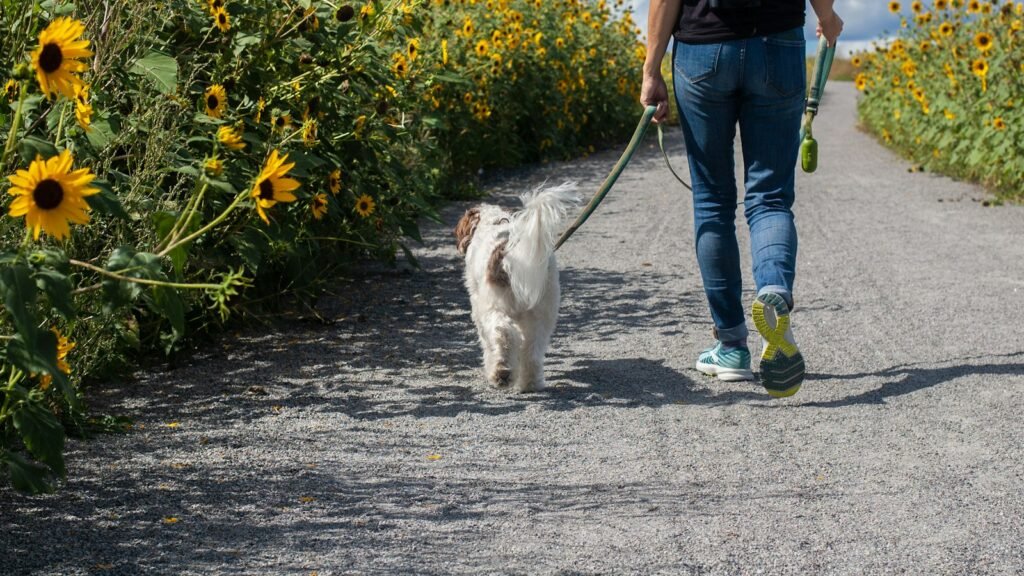 A person walking a small dog on a lead along a sunlit path lined with sunflowers