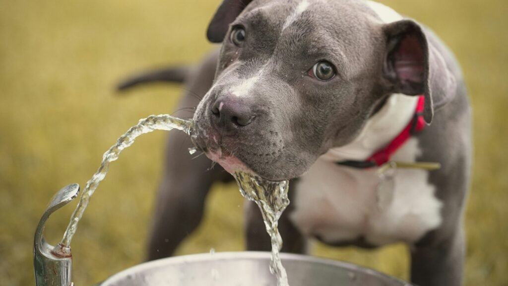 A dog drinking a stream of fresh water from a bowl on a warm day