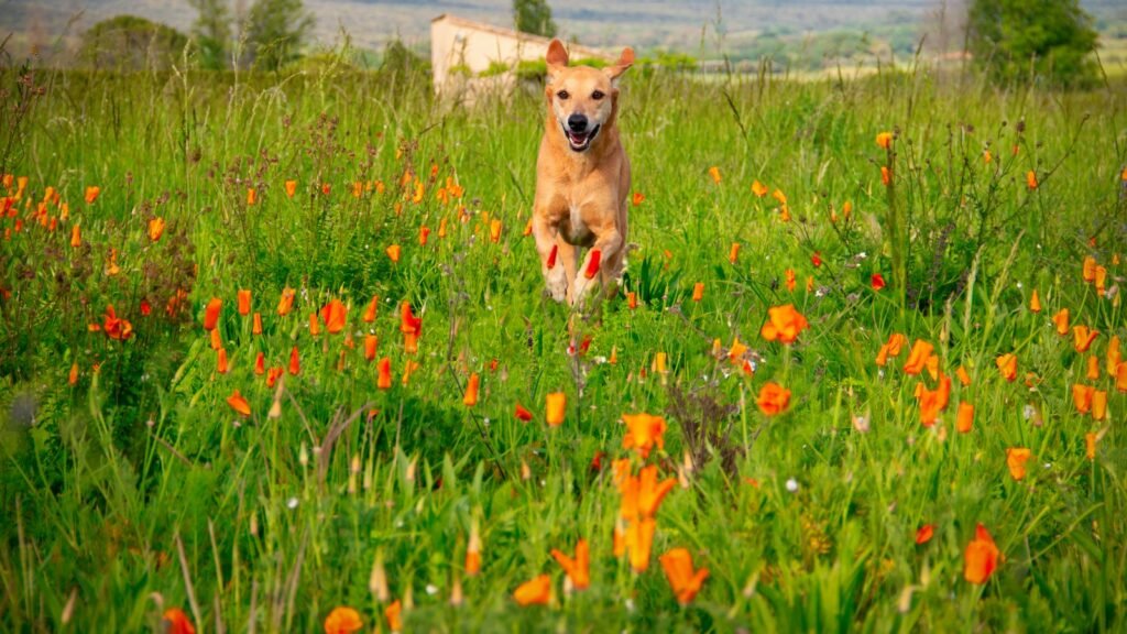 A dog running happily through a green field scattered with red poppies