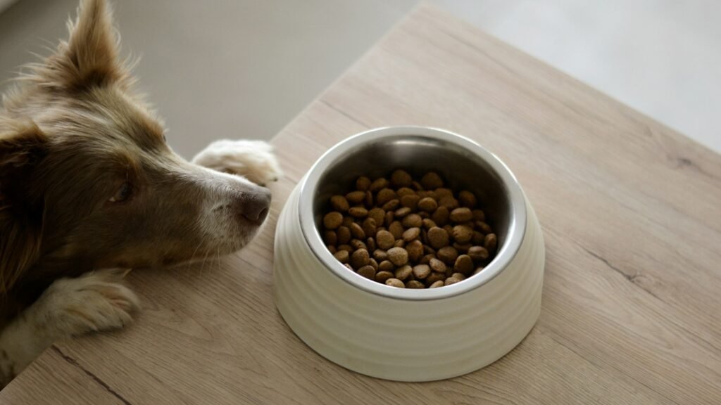 A dog lying beside a ceramic bowl of dry food on a wooden floor