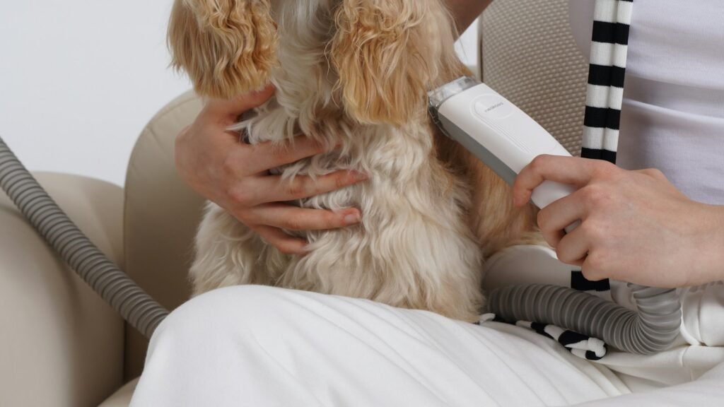 A spaniel being brushed with a grooming brush to remove loose coat