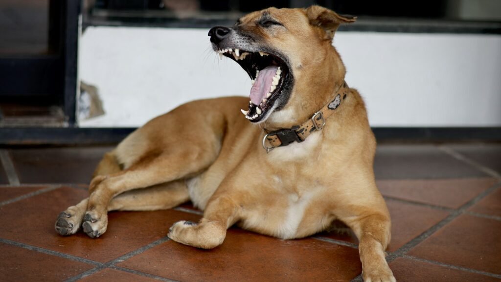 A dog barking while lying on the floor indoors at home