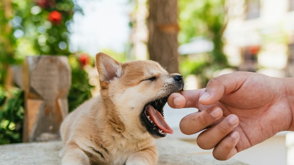 A puppy mouthing a person's hand during play