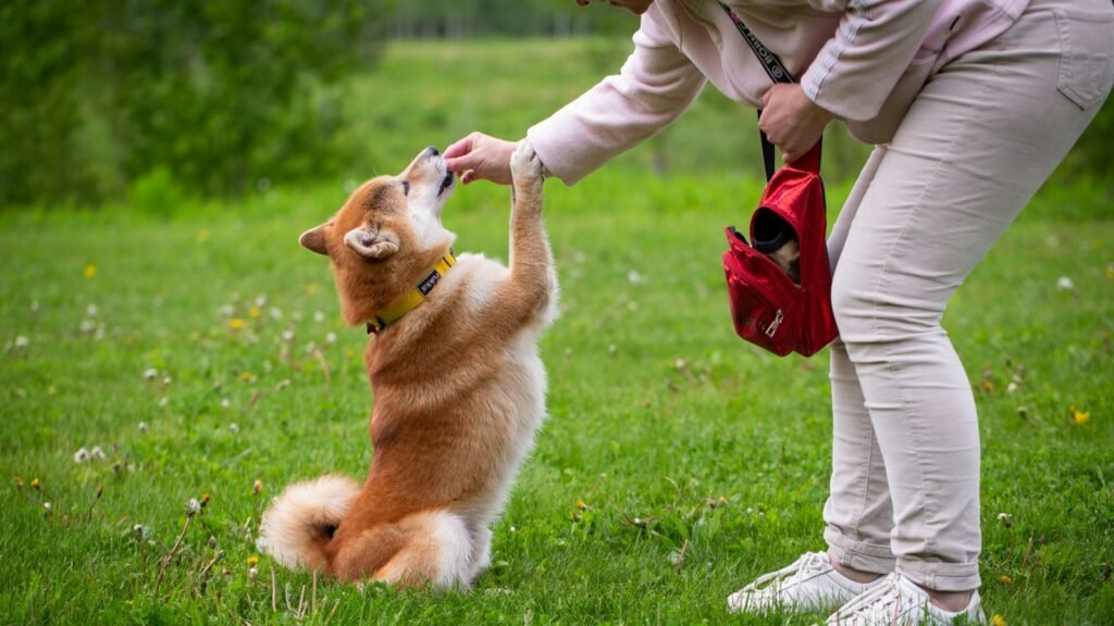 A person rewarding a small dog with a treat during a training session on grass