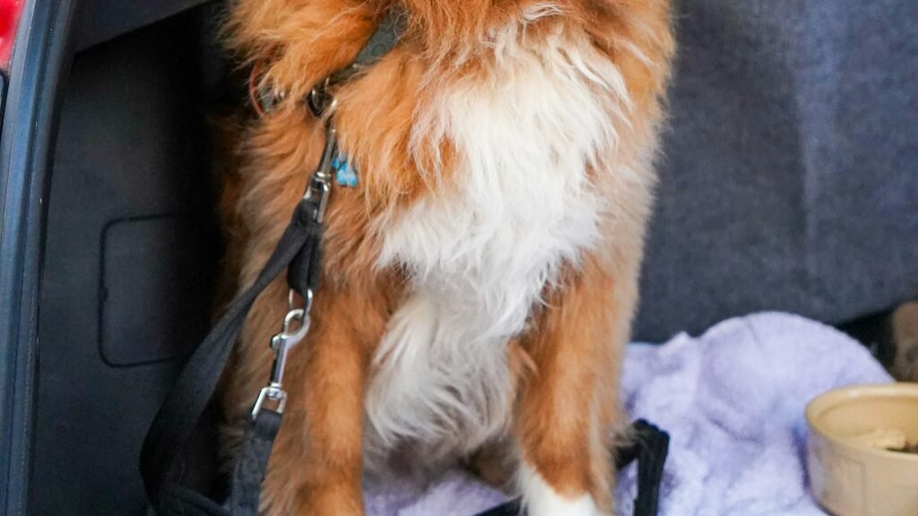 A dog secured with a lead while travelling in the boot of a car