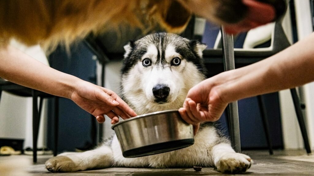 A husky puppy being offered a bowl of food by its owner indoors