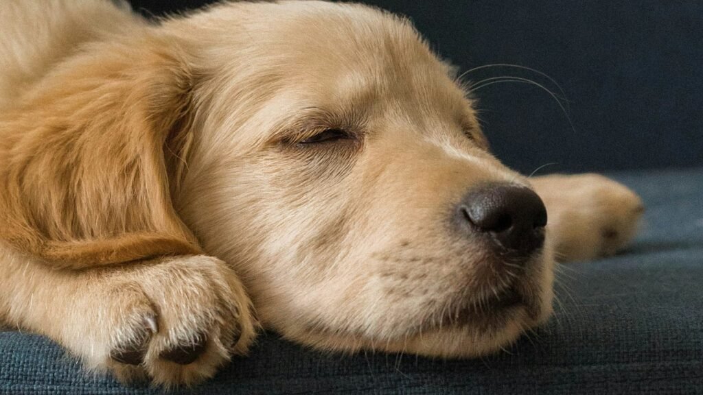 A golden retriever puppy fast asleep on the floor during a daytime nap