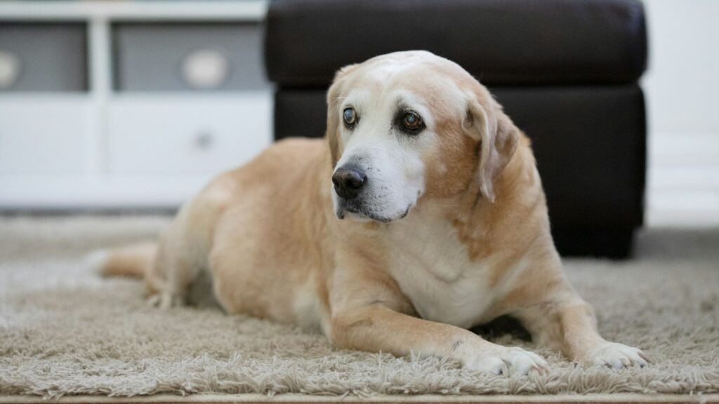 An older Labrador with a greying face resting quietly on the floor at home