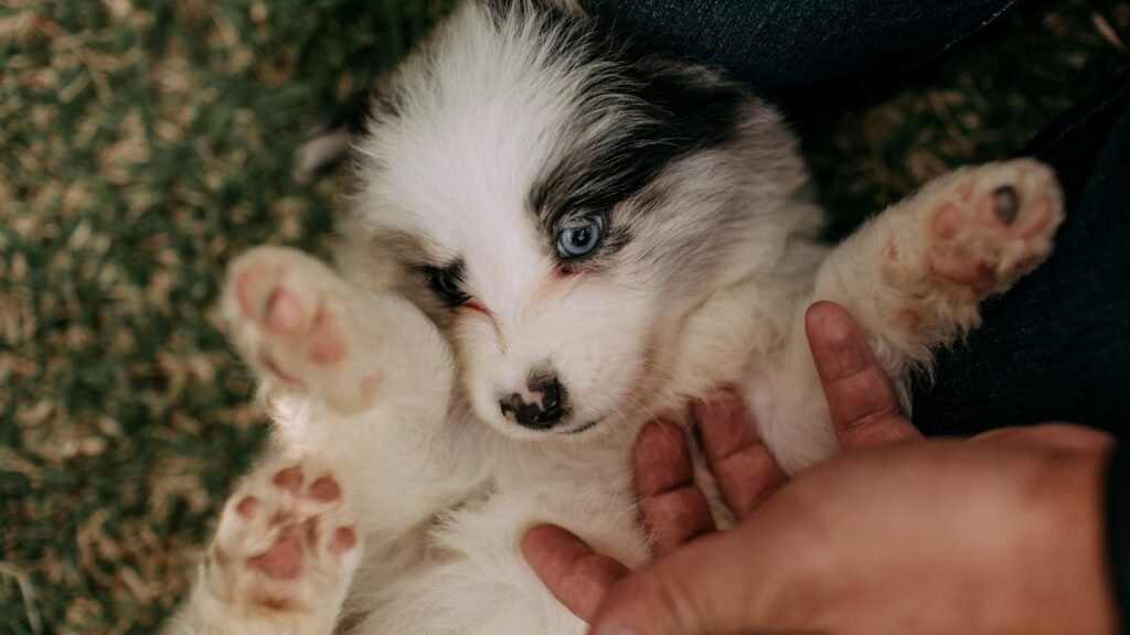 A Border Collie puppy being held gently in a person's hands