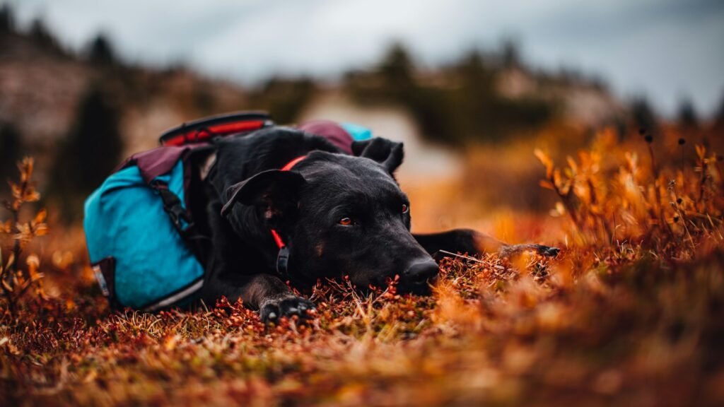 A dog lying beside a packed backpack of supplies outdoors