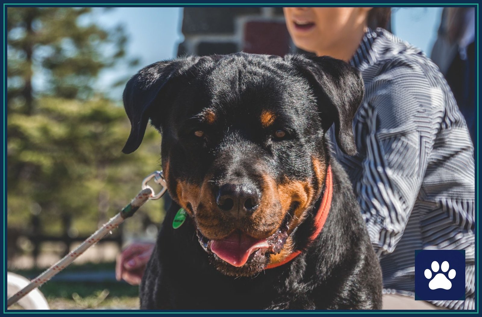 Large Rottweiler on a leash outdoors with its owner — big, powerful loose dogs are the hardest to stop, so distance and barriers matter most