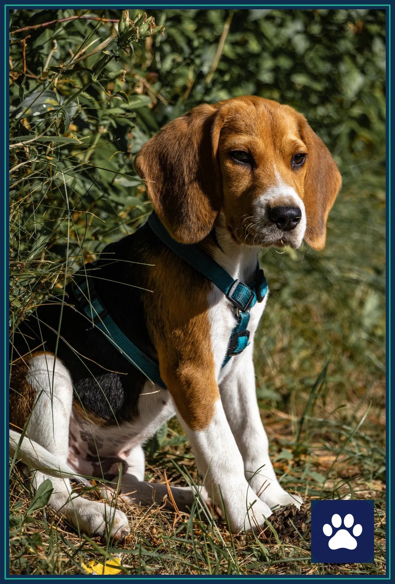 Beagle puppy sitting in grass wearing a teal harness — watch for poisoned bait on walks