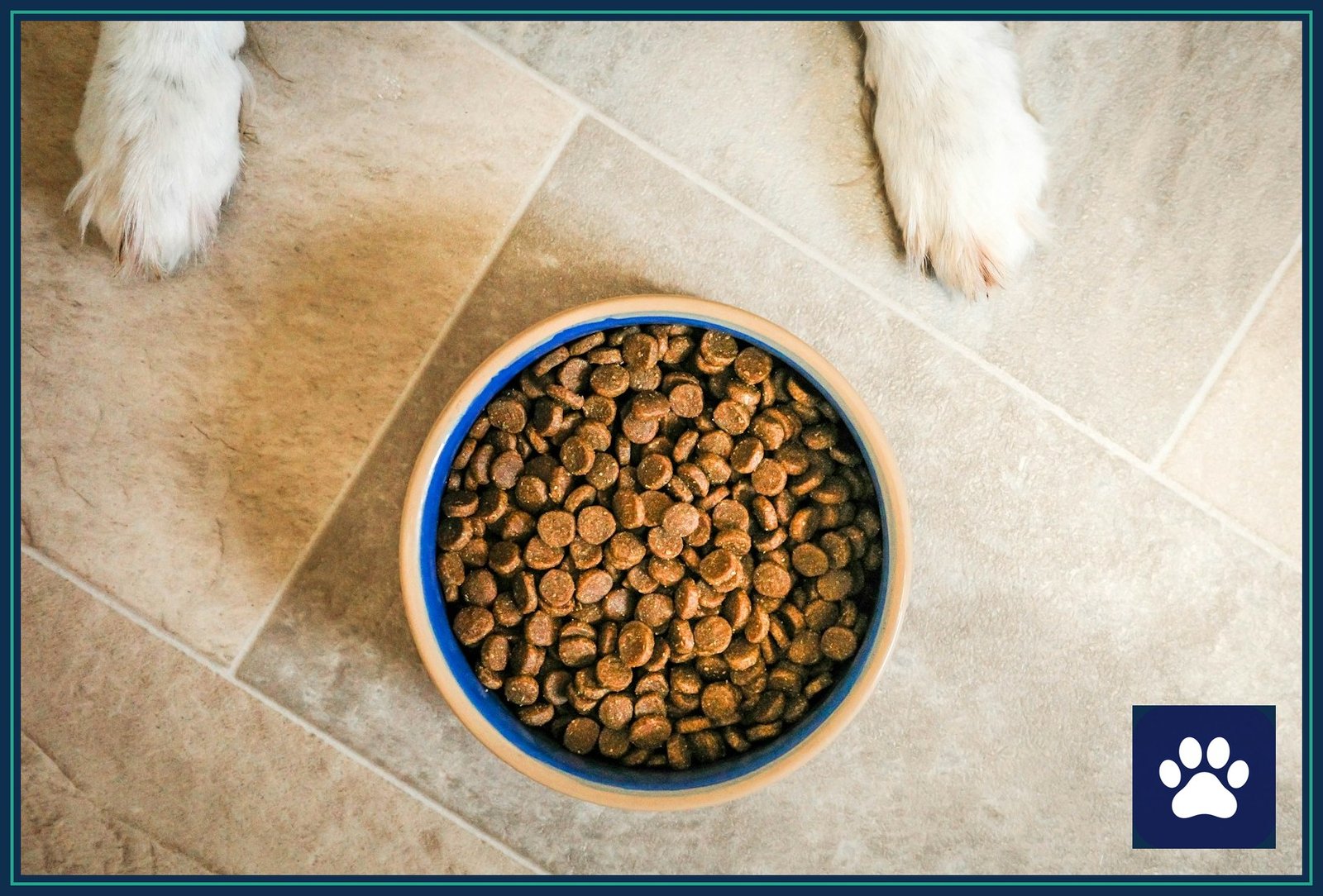 Overhead view of a round bowl of dog food on a tile floor with a dog's paws at the edge
