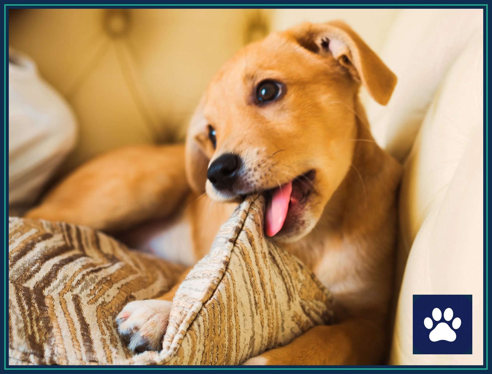 Puppy chewing a pillow on a couch — chewing soft household items is how dogs most often ingest hydrogel fillings
