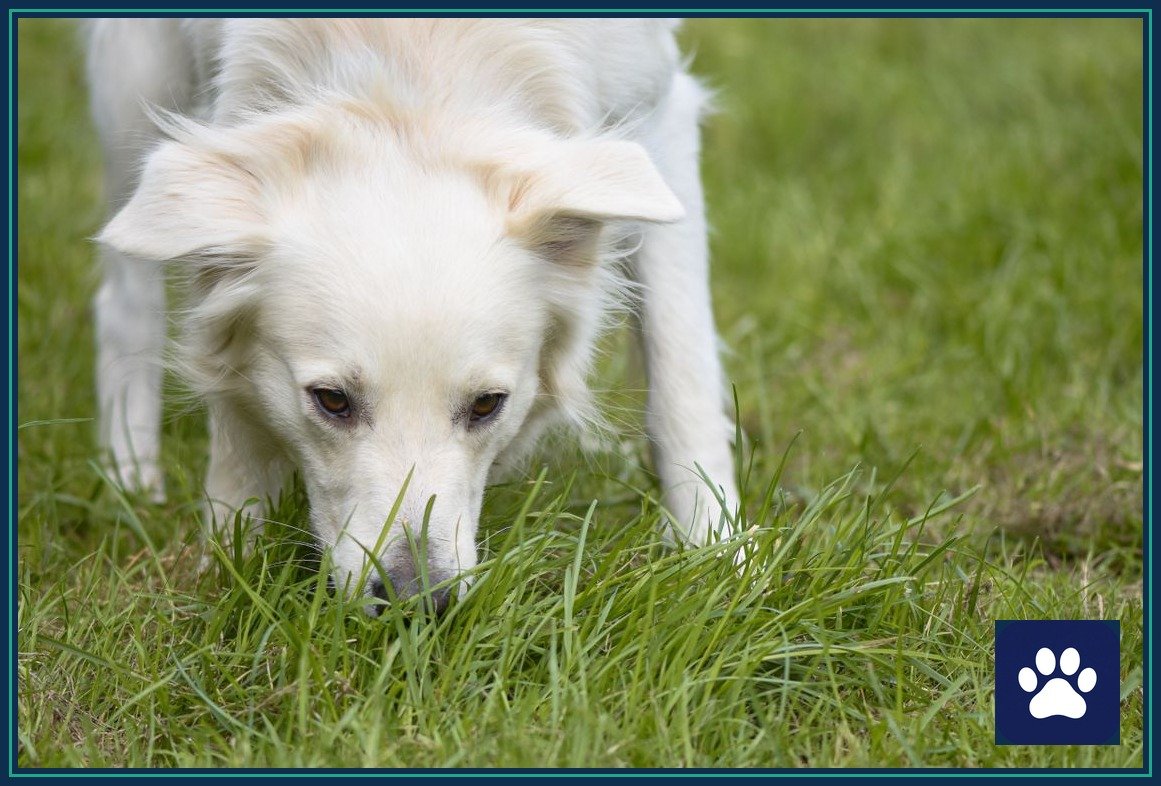 White dog sniffing grass in a meadow, using its powerful sense of smell