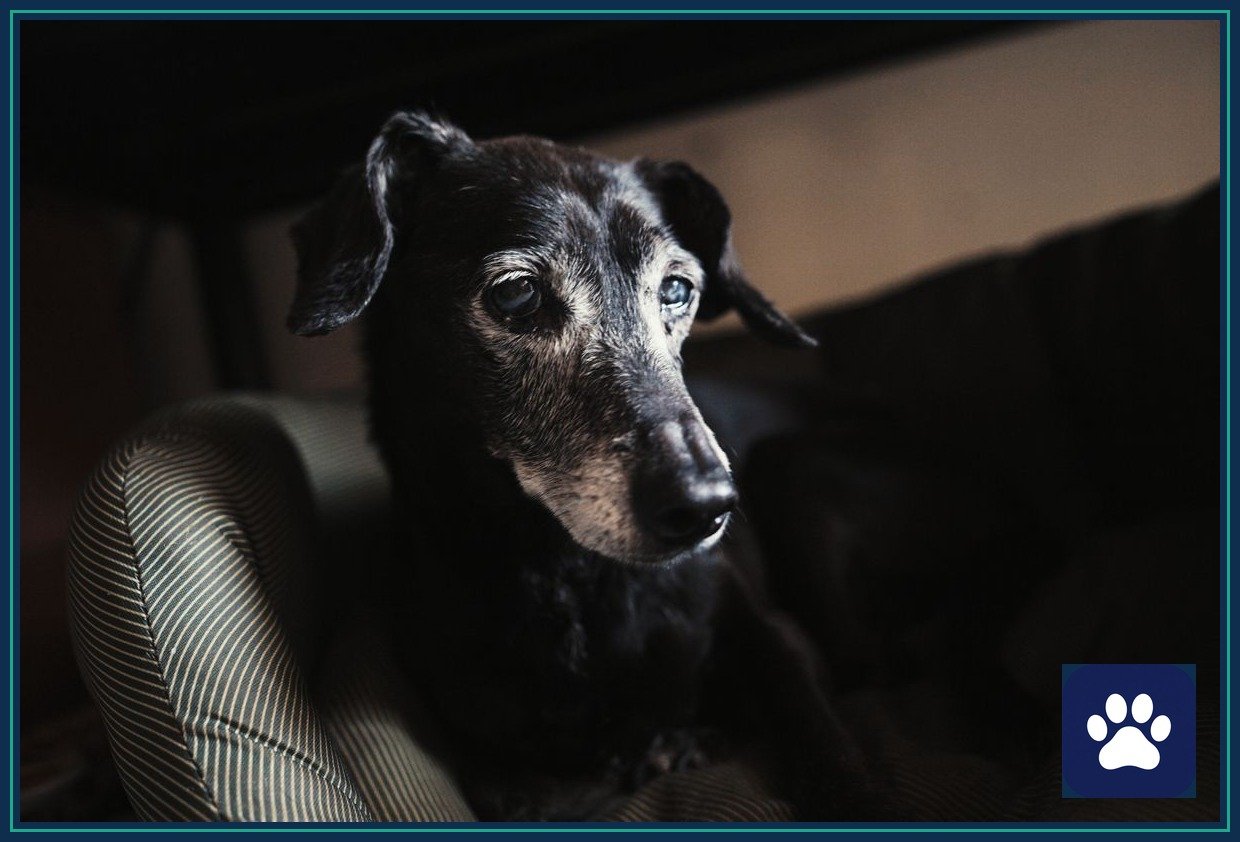 Senior black dog with a gray muzzle resting on a couch — adopting an older dog like Priscilla Presley's 10-year-old rescue Toby can be a gentle next chapter after loss