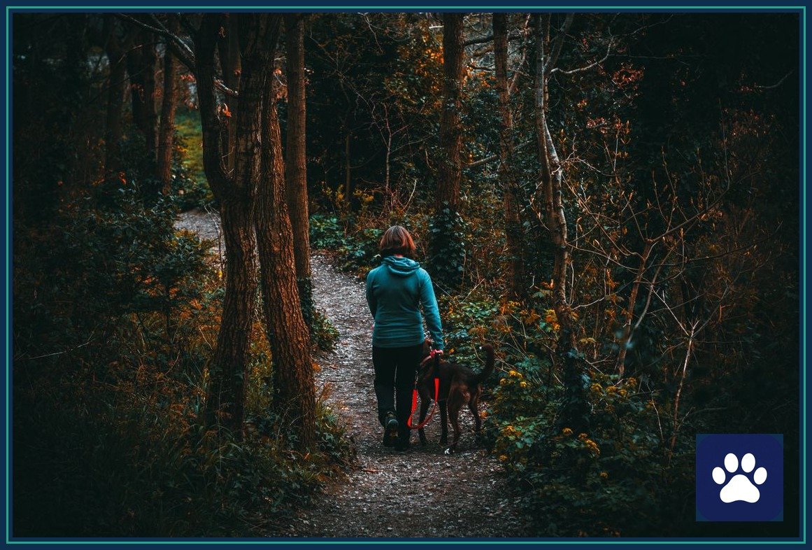 Dog walker in a teal jacket walking a leashed dog through an autumn forest trail