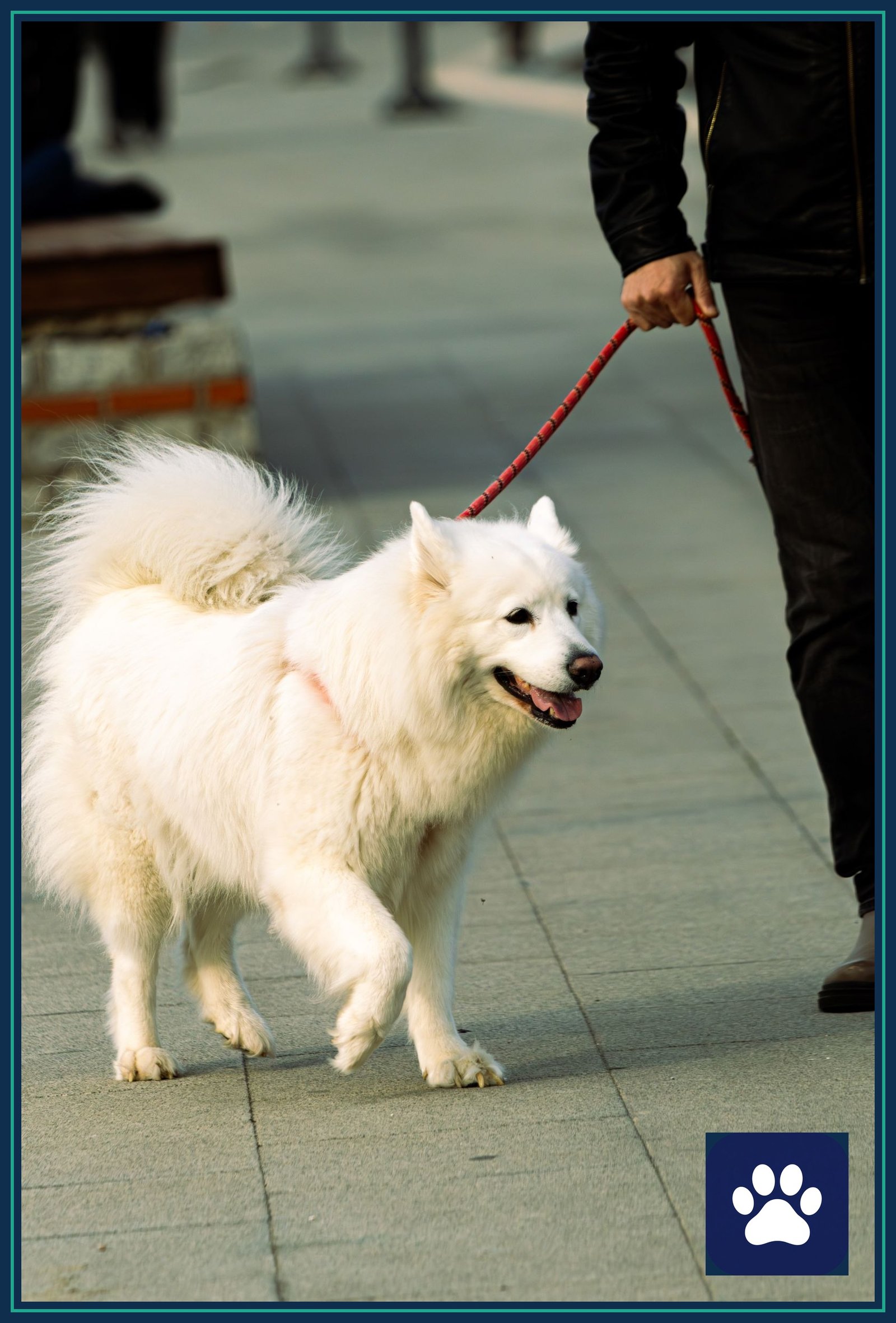 Owner holding a red leash short while walking a white Samoyed on a city sidewalk — keeping the leash gathered and in hand is the core of dog leash safety on transit