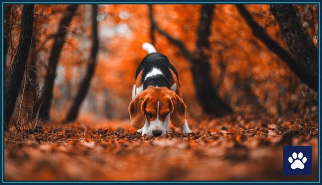 Beagle sniffing fallen leaves on an autumn forest trail