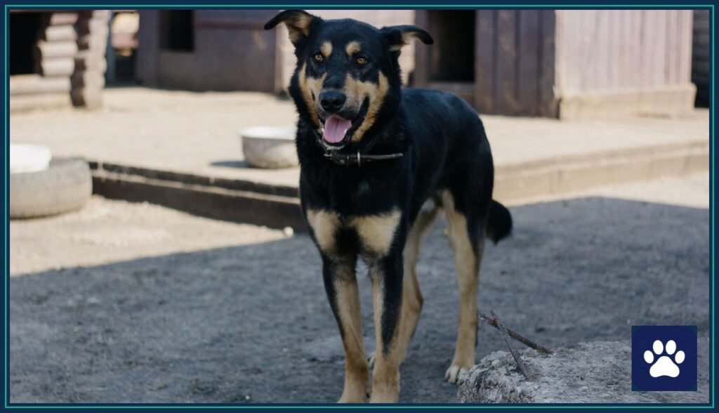 Black and tan dog standing in an outdoor kennel — tour the full facility before booking any dog boarding stay