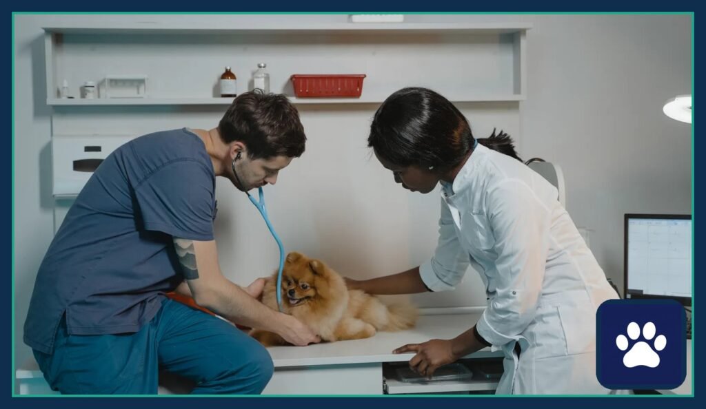 Veterinarian examining a Pomeranian with a stethoscope during a dog flu outbreak