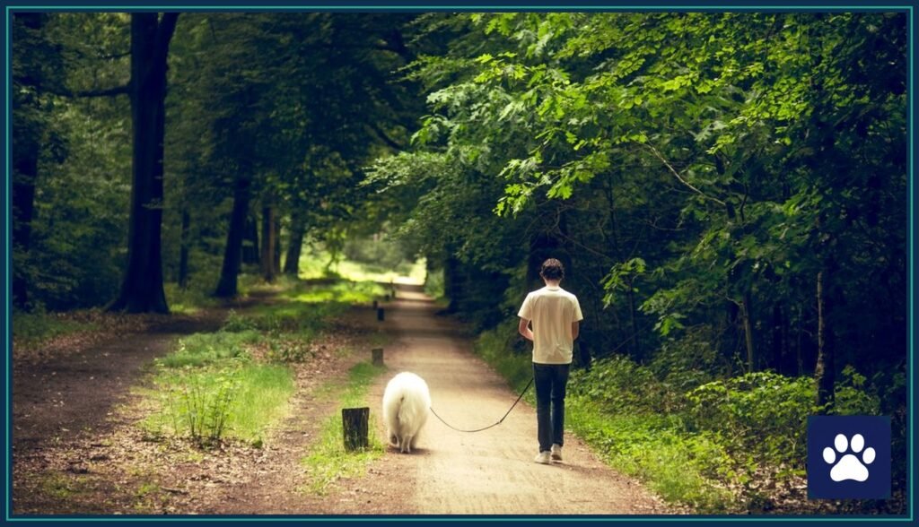 Person walking a leashed white dog down a wooded park trail