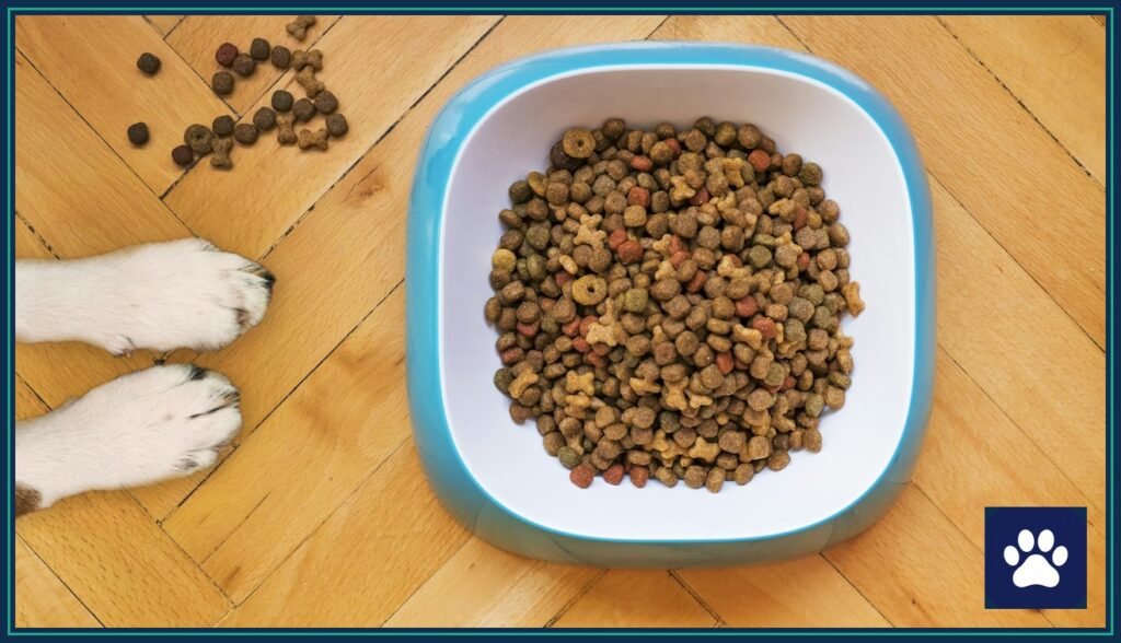 Overhead view of a dog food bowl filled with kibble on a wooden floor, with a dog's paws nearby