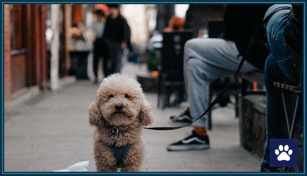 Curly-haired poodle on a leash and harness on a city sidewalk — dog leash safety starts with keeping the leash short and in hand
