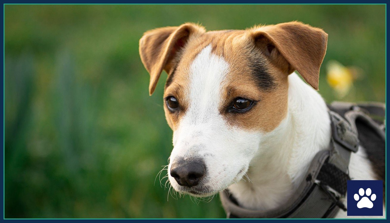Jack Russell terrier in a harness standing on a green meadow, looking away