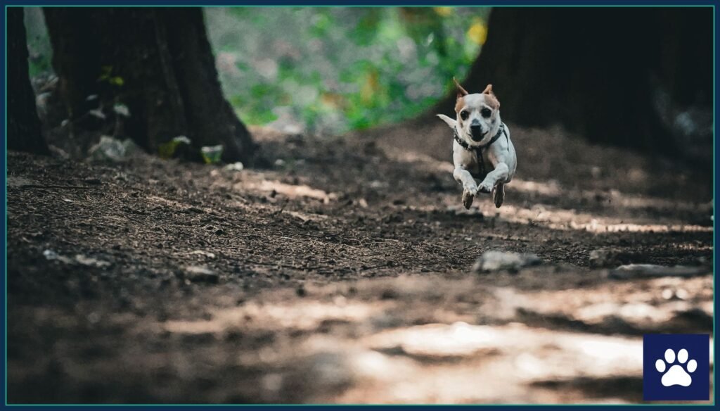 Jack Russell terrier standing alert on a mountain trail — Luna survived 34 days lost in Yellowstone