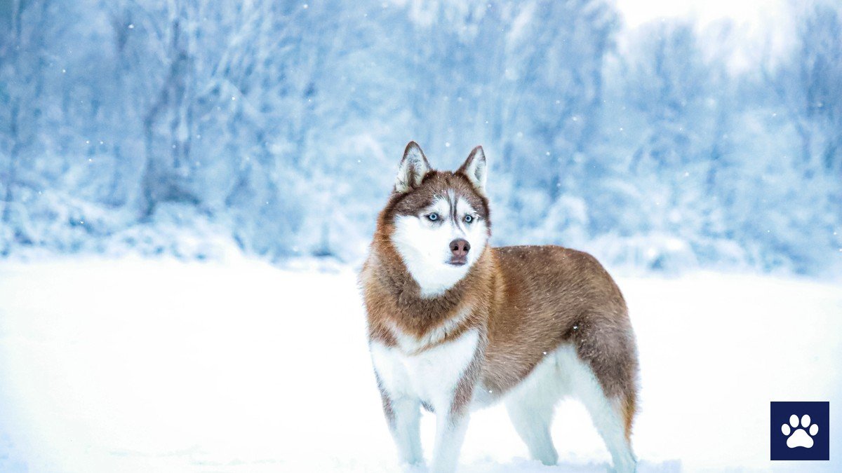 Dog wearing an AirTag on its collar in the snow — how Bluetooth tracking works for dogs
