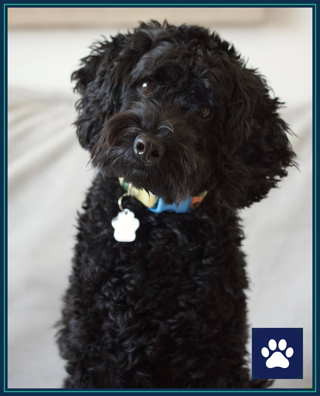 Black dog tilting its head curiously at the camera — a classic weird dog behavior