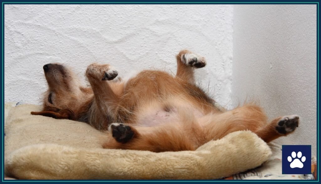 Dog sleeping upside down with belly in the air on a dog bed — one of the funny weird dog behaviors decoded in this BlueTarg guide