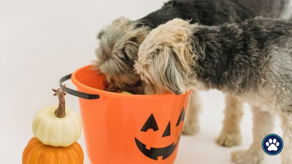 Two small dogs with noses inside an orange jack-o'-lantern candy bucket surrounded by pumpkins