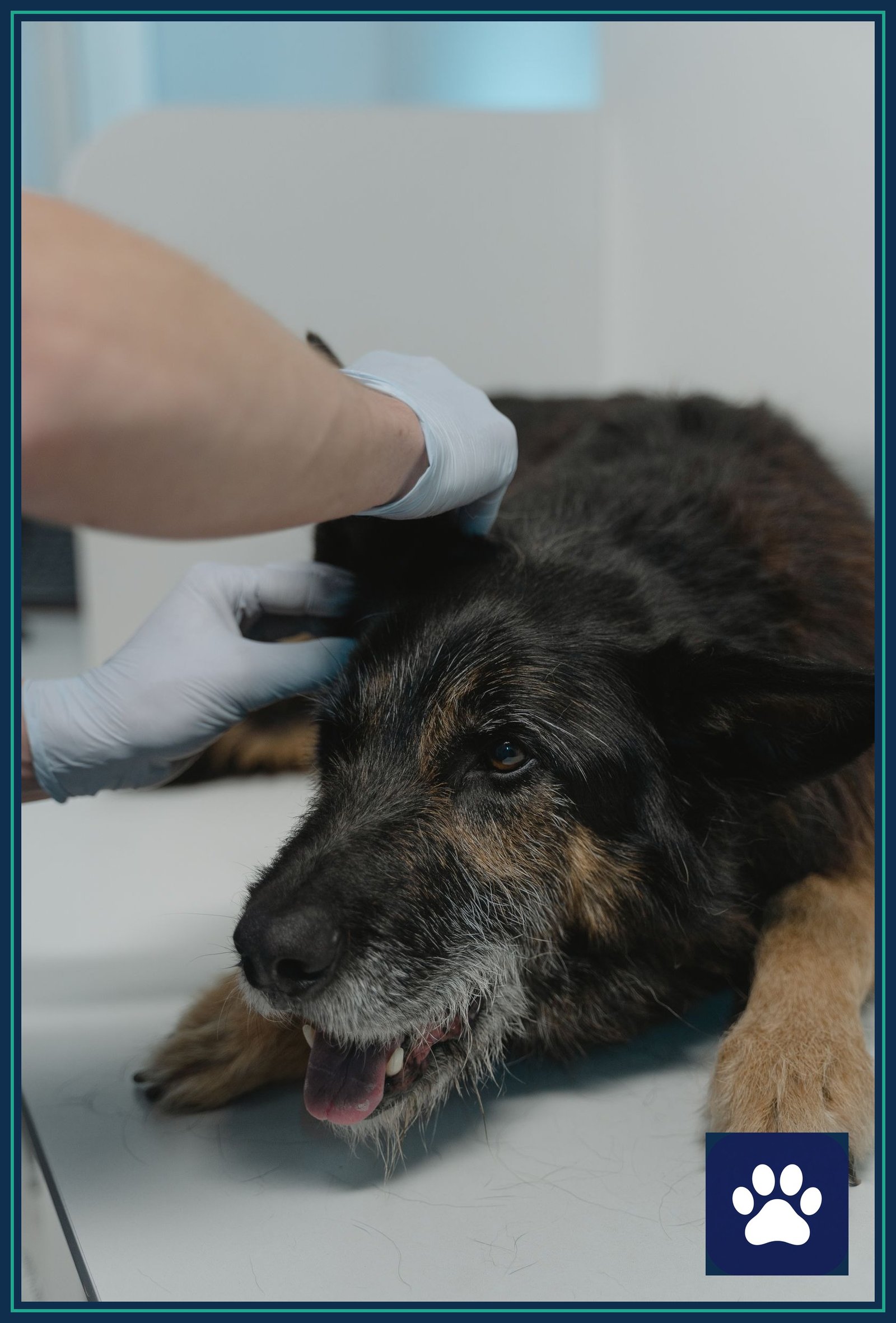 Veterinarian in gloves examining a dog's head on the exam table during a new-pet health check