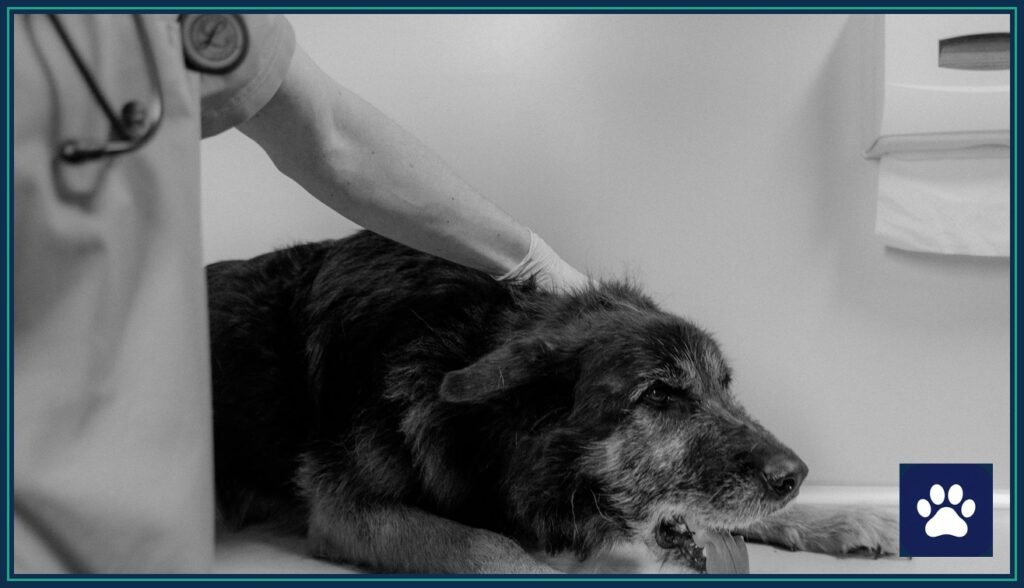 Veterinarian examining a dog on the clinic exam table